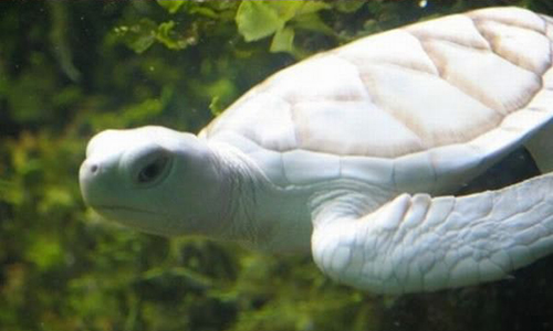 tortue albinos