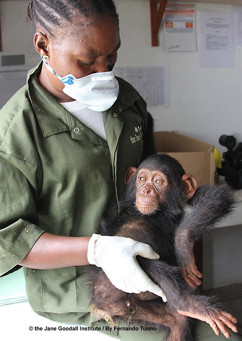 Willy, Chimpanzé Institut Jane Goodall Tchimpounga