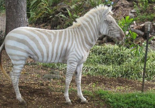 zebre albinos