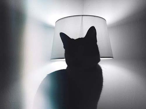 chat lumiere