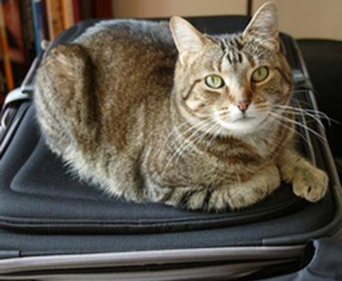 chat sur valise