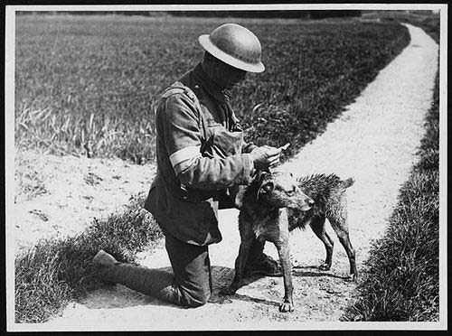 chien guerre