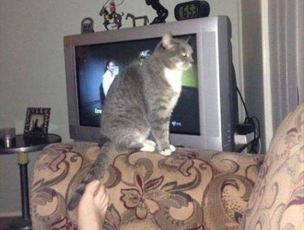 Chat devant la télé