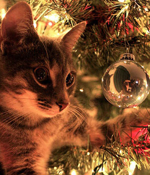 Danger Sapin de Noël pour Animaux