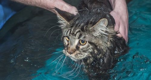 Thalasso pour animaux