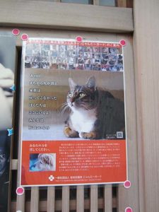 Affiche pour la protection des animaux Japon