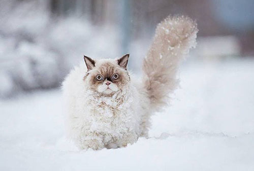 chat neige