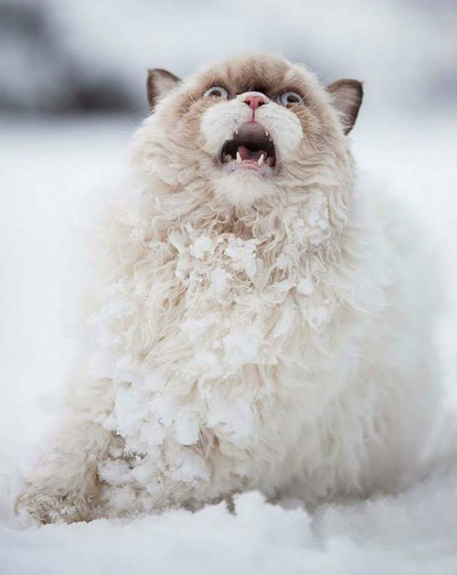chat neige