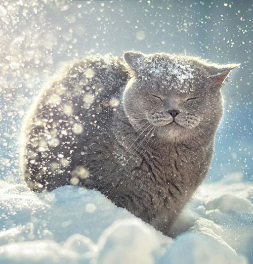 chat neige