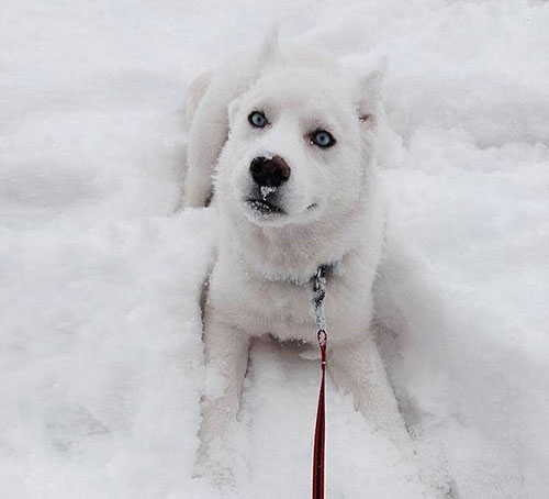 chien blanc neige