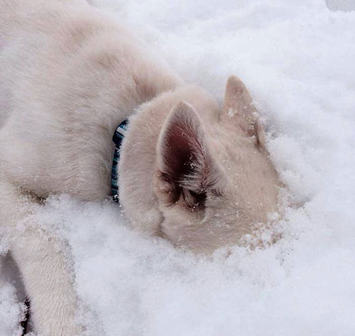 chien blanc neige