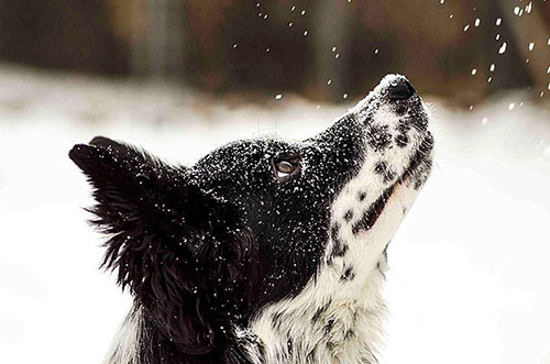 chien neige