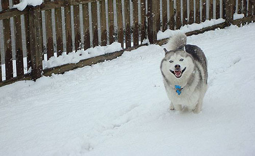 chien neige