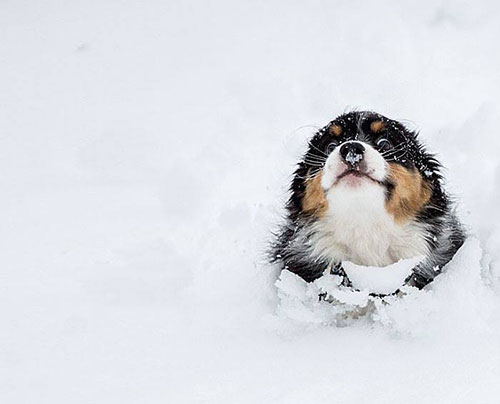chien neige
