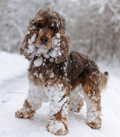 chien neige