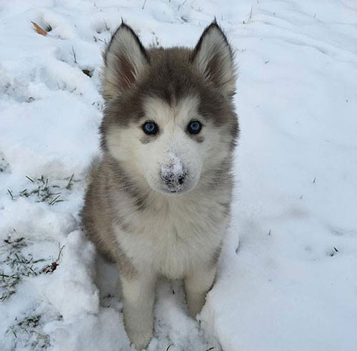 chiot neige