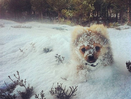 chiot neige