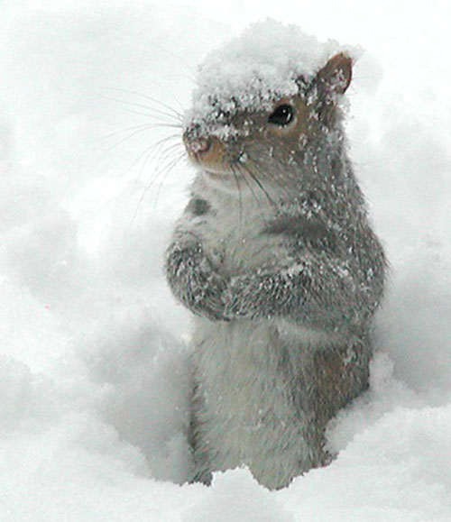 ecureuil neige
