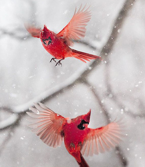 oiseau neige