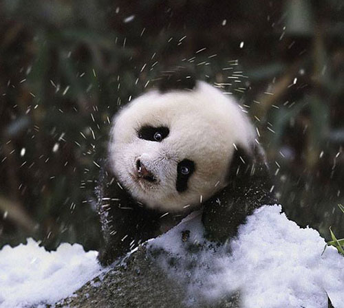 panda neige