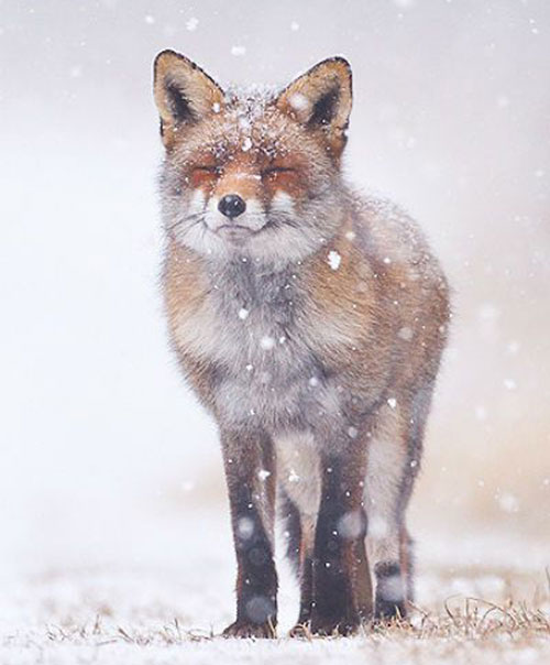 renard neige