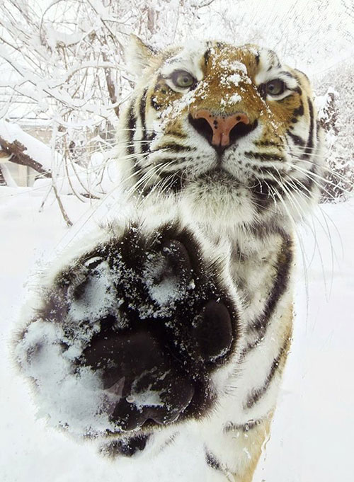tigre beige