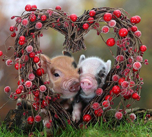 coeur cochon