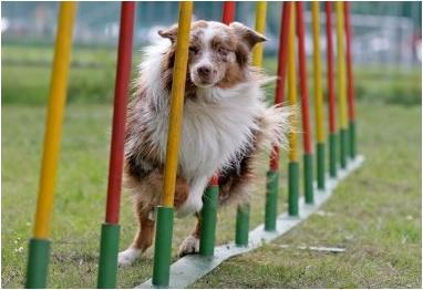 dog agility