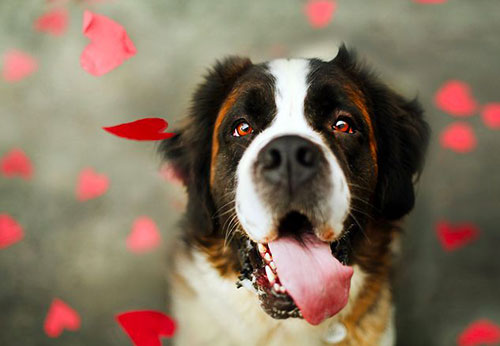 saint valentin chien 