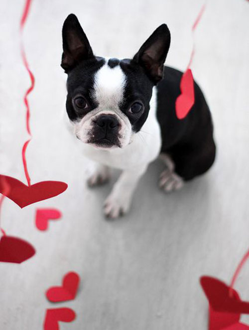 saint valentin chien 