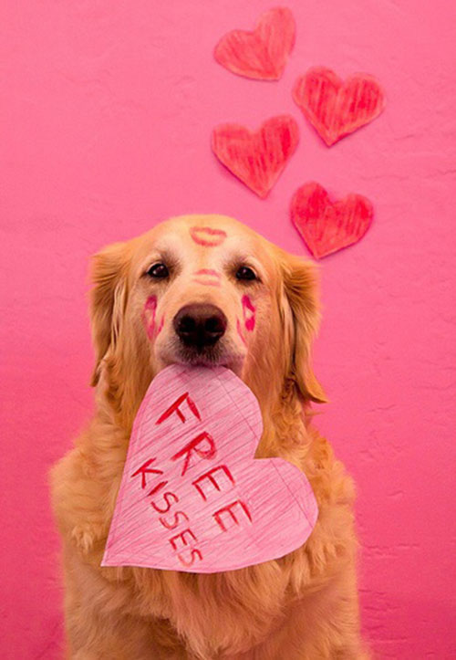 saint valentin chien