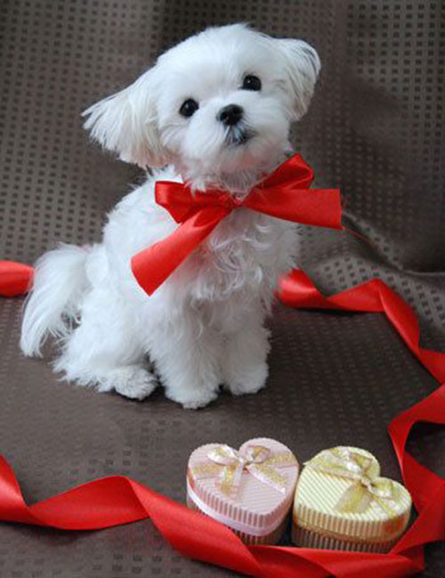 saint valentin chien