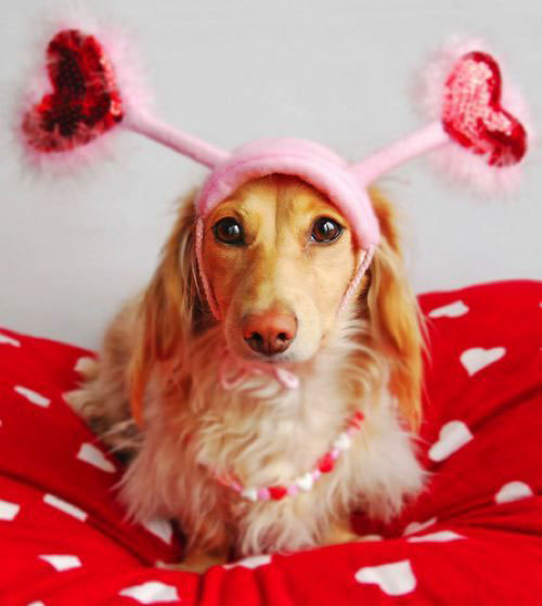 saint valentin chien