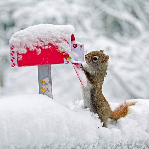 saint valentin écureuil