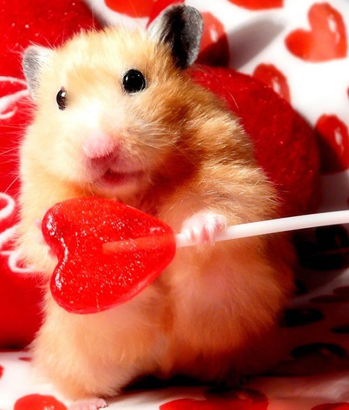 saint valentin hamster