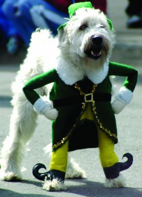 Chien Saint Patrick