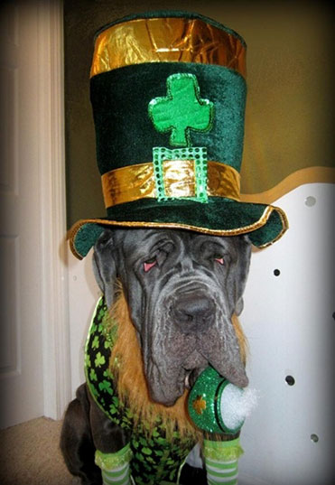 Chien déguisé pour la Saint patrick