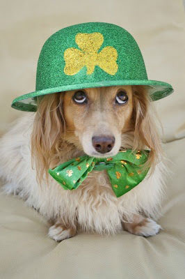 Chien déguisé pour la Saint patrick