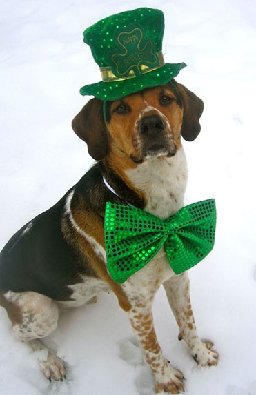 Chien déguisé pour la Saint patrick