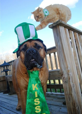 Chien déguisé pour la Saint patrick