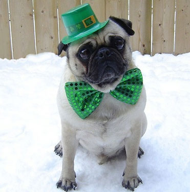 Chien déguisé pour la Saint patrick