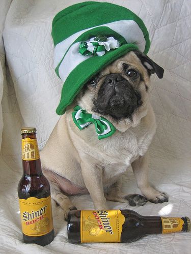 Chien Saint patrick