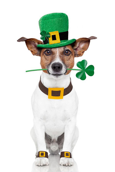 Chien Saint patrick