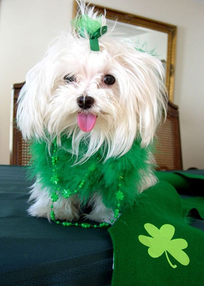 Chien Saint patrick