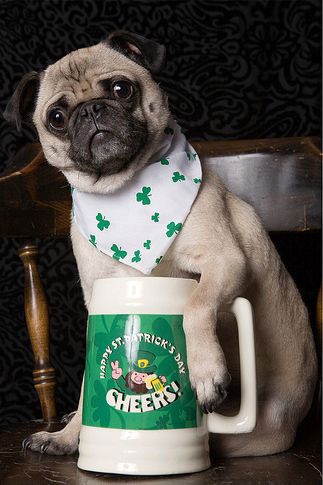 Chien Saint patrick