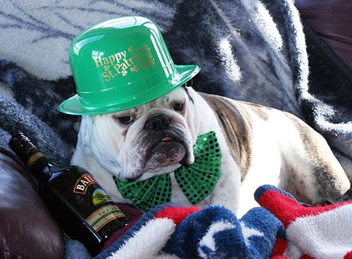 Chien Saint patrick