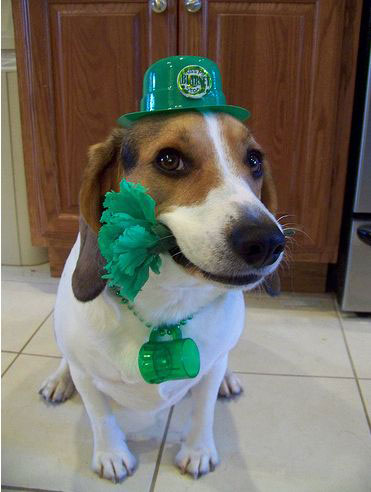 Chien déguisé pour la Saint patrick