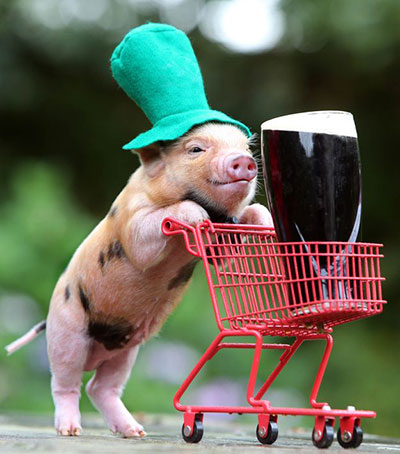 cochon Saint Patrick