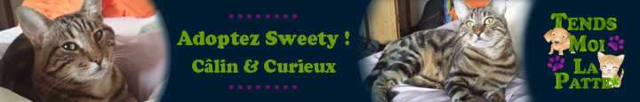 sweety banniere