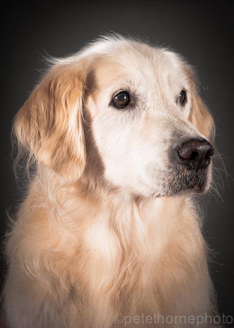 Golden retriever âgé 